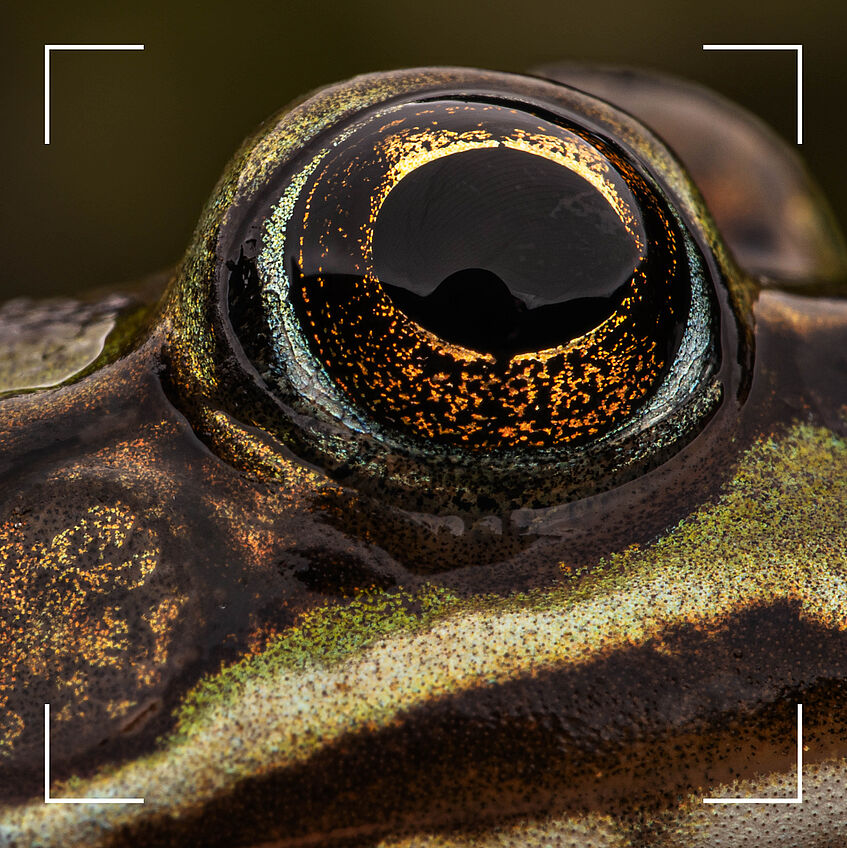 csm_240611_artenzaehlen_1_1_SOME_Posting_carousel_b47334955d